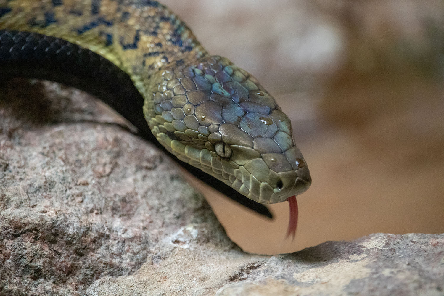 Jamaican Boa, Marley